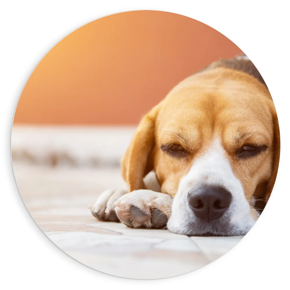 Dibond Muurcirkel - Rustende Beagle Puppy in Oranje Licht