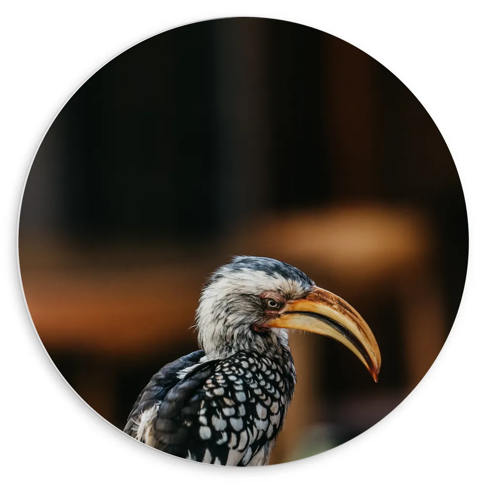 Dibond Muurcirkel - Zijaanzicht van Zuidelijke Geelsnaveltok Vogel