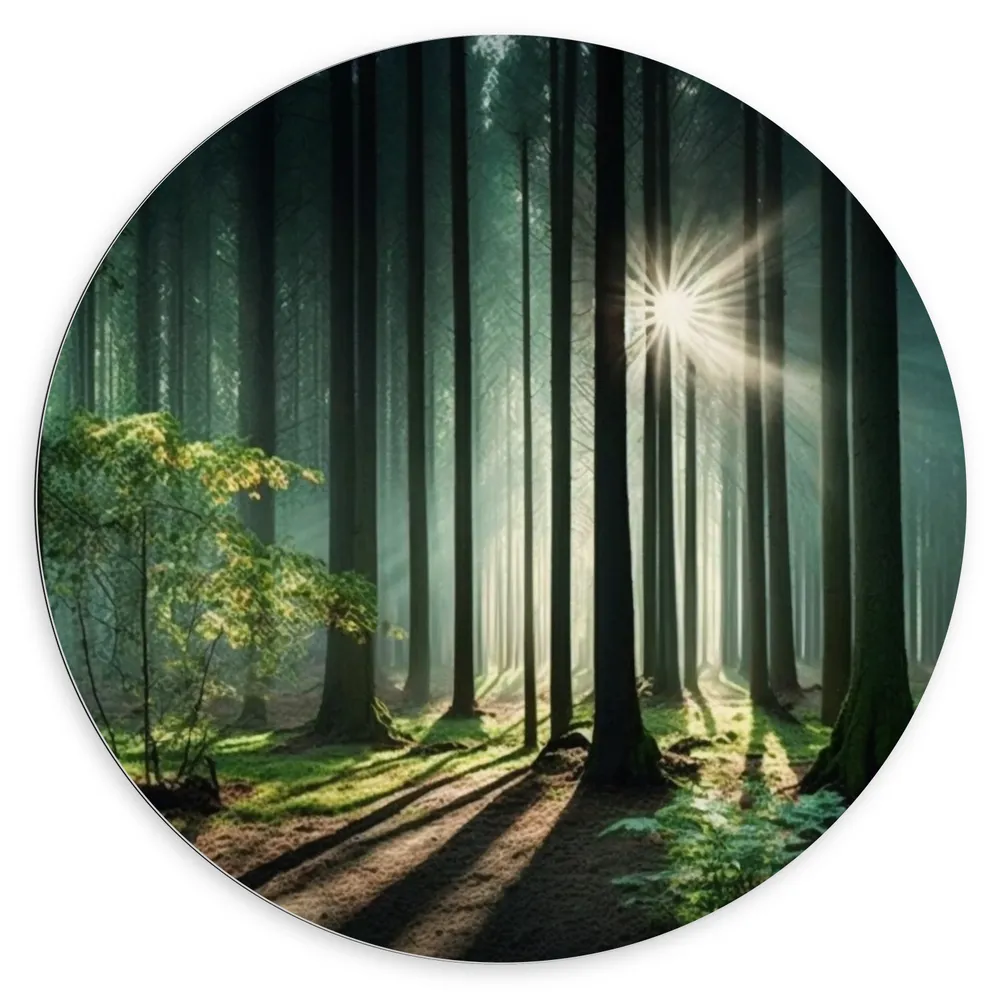 Dibond Muurcirkel - Bos - Bomen - Boompje - Zand - Zon