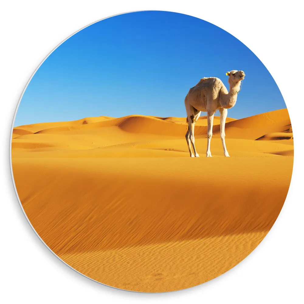 Dibond Muurcirkel - Kameel in de Marokaanse Sahara