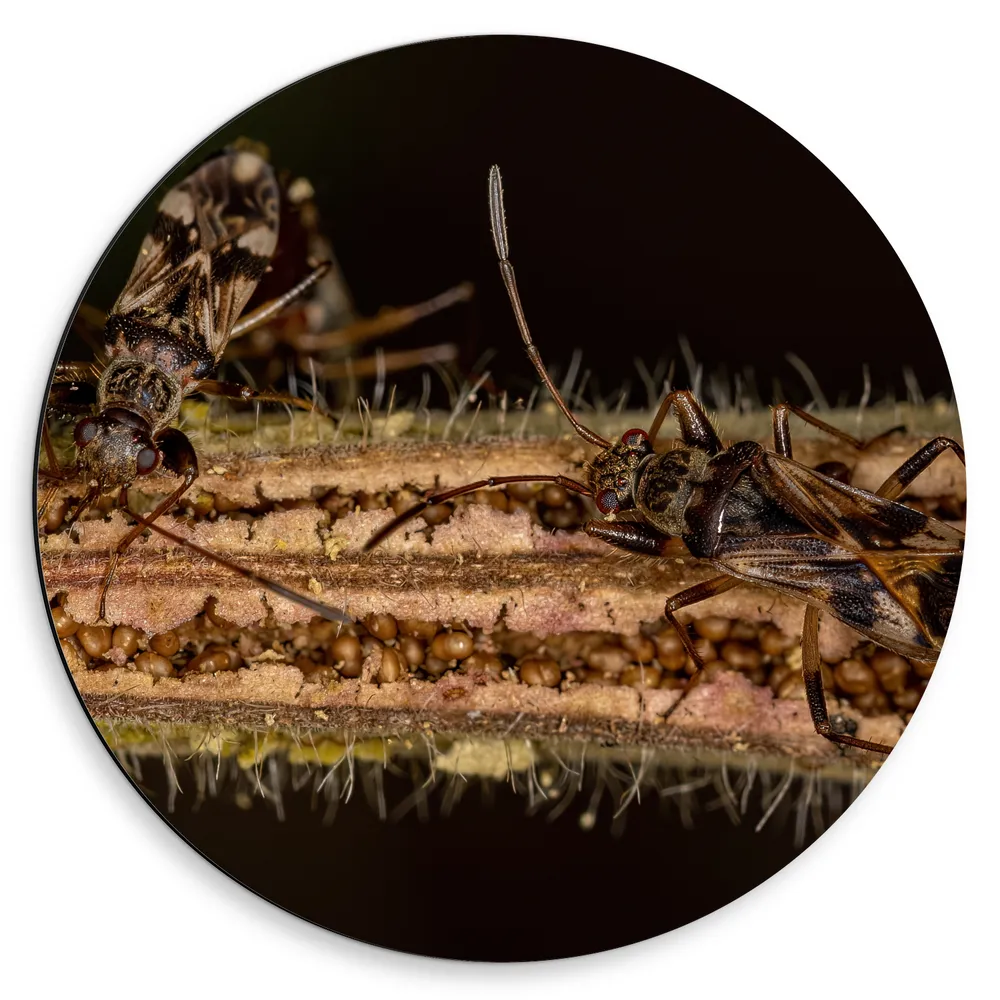 Dibond Muurcirkel - Insecten lopend op Plant