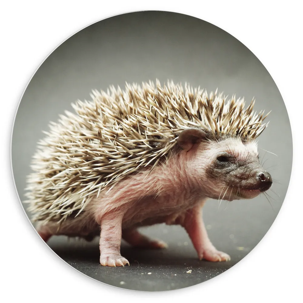 Dibond Muurcirkel - Kleine Baby Egel
