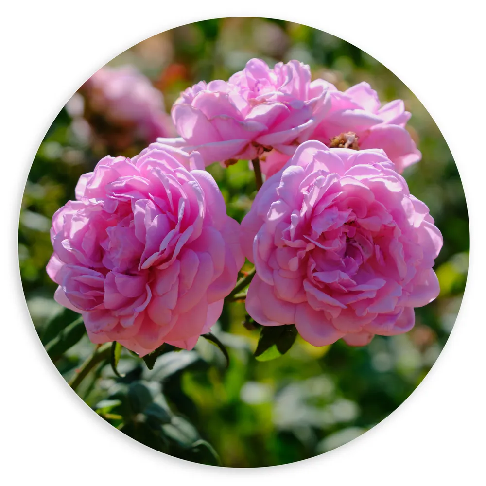 Dibond Muurcirkel - Boeket van Roze Tuinrozen tussen Groene Bladeren - Bloemen