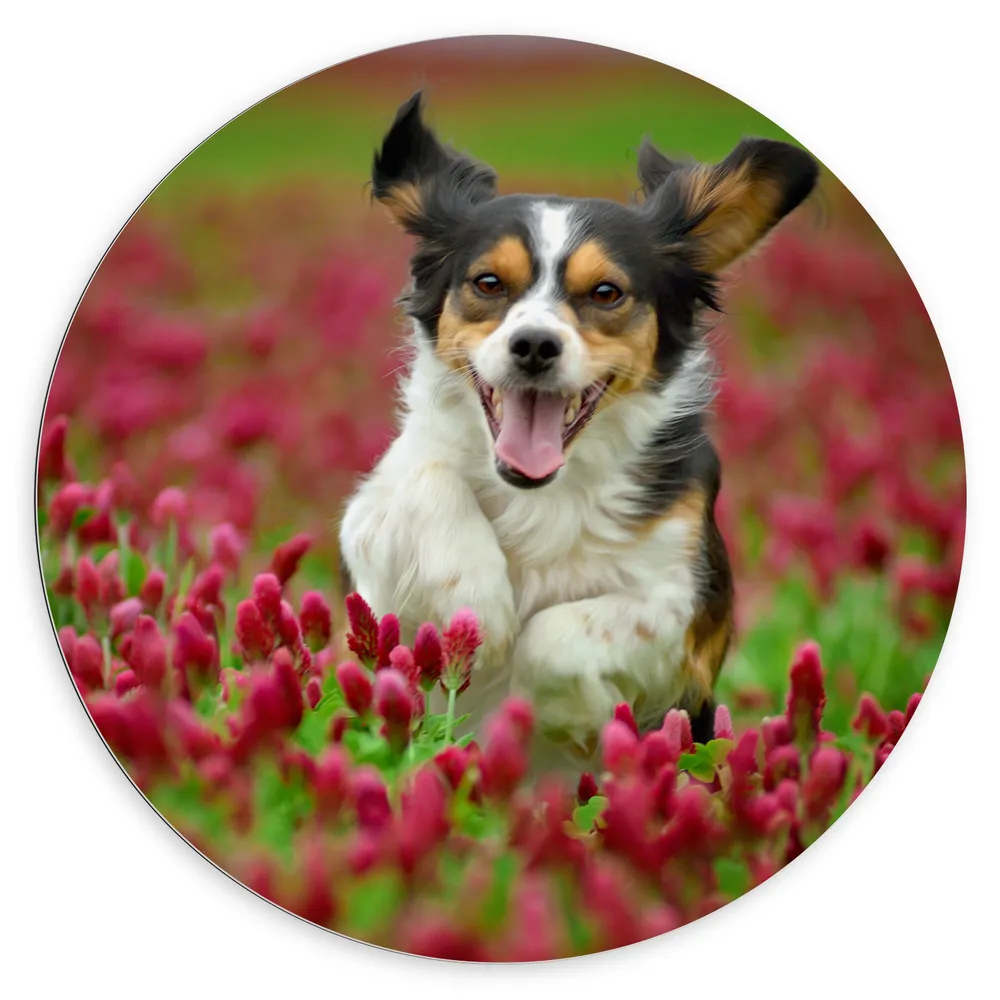 Dibond Muurcirkel - Vrolijke Bruin met Zwarte Hond rennend door het Bloemenveld