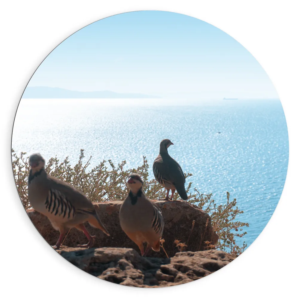 Dibond Muurcirkel - Drie Vogels op Stenen aan de Rand van Cliff aan de Kust