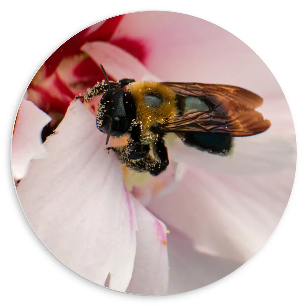 Dibond Muurcirkel - Bij in het Midden van Witte Bloem op Zoek naar Nectar