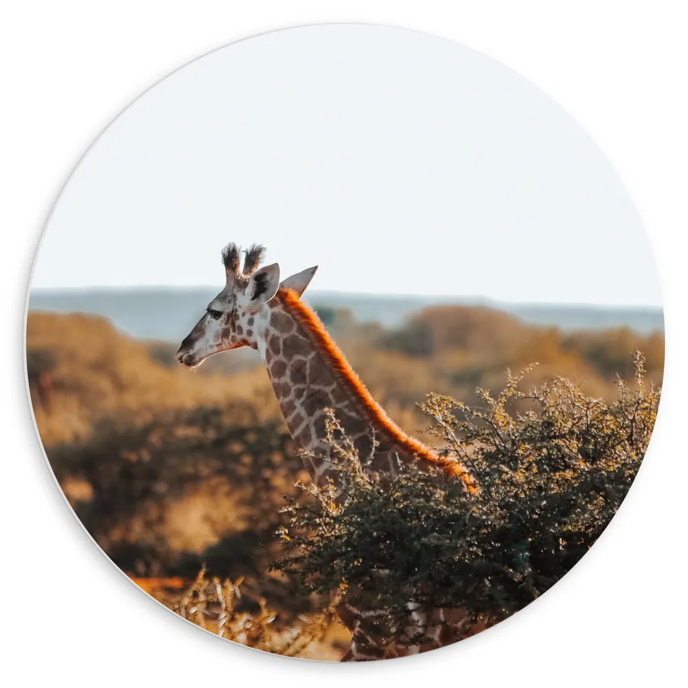 Dibond Muurcirkel - Kop van Giraffe boven Droge Boomtoppen in Afrika