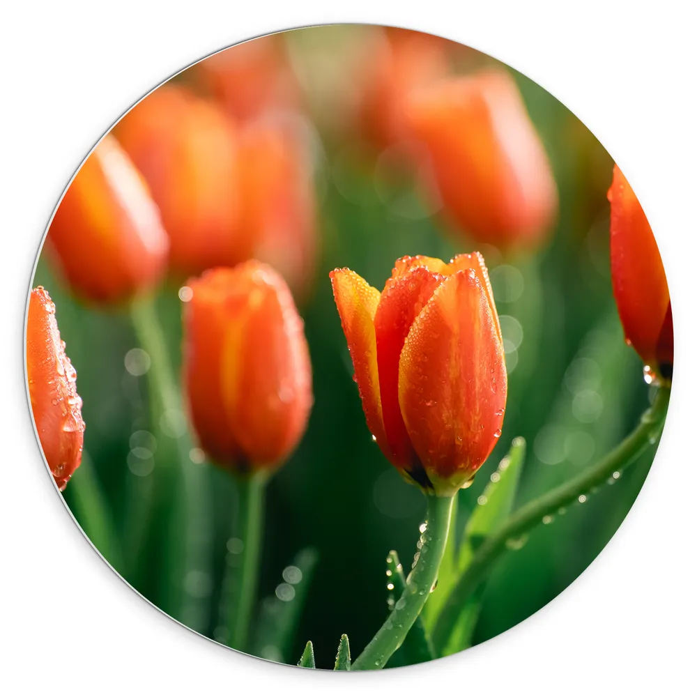 Dibond Muurcirkel - Close-up van Oranje Tulpen in Landschap