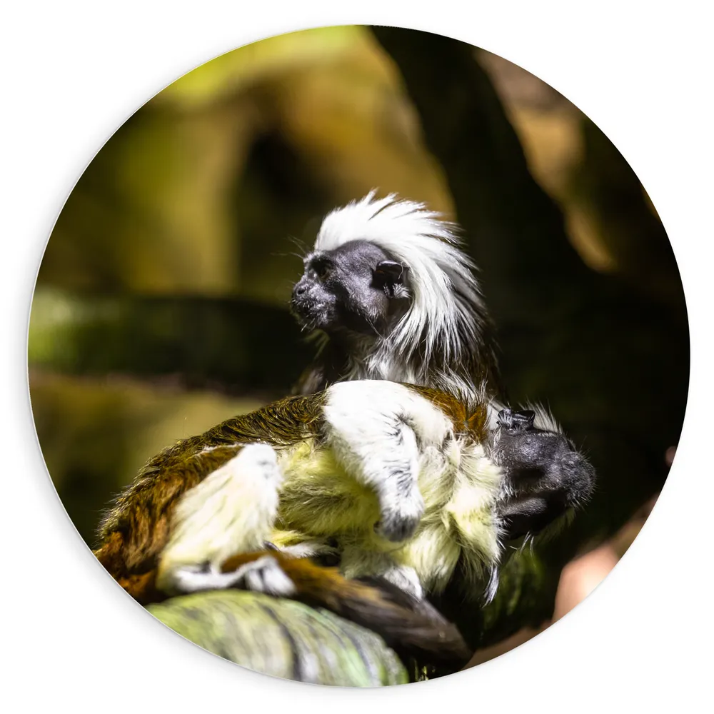 Dibond Muurcirkel - Marmoset Apen op Boomstronk