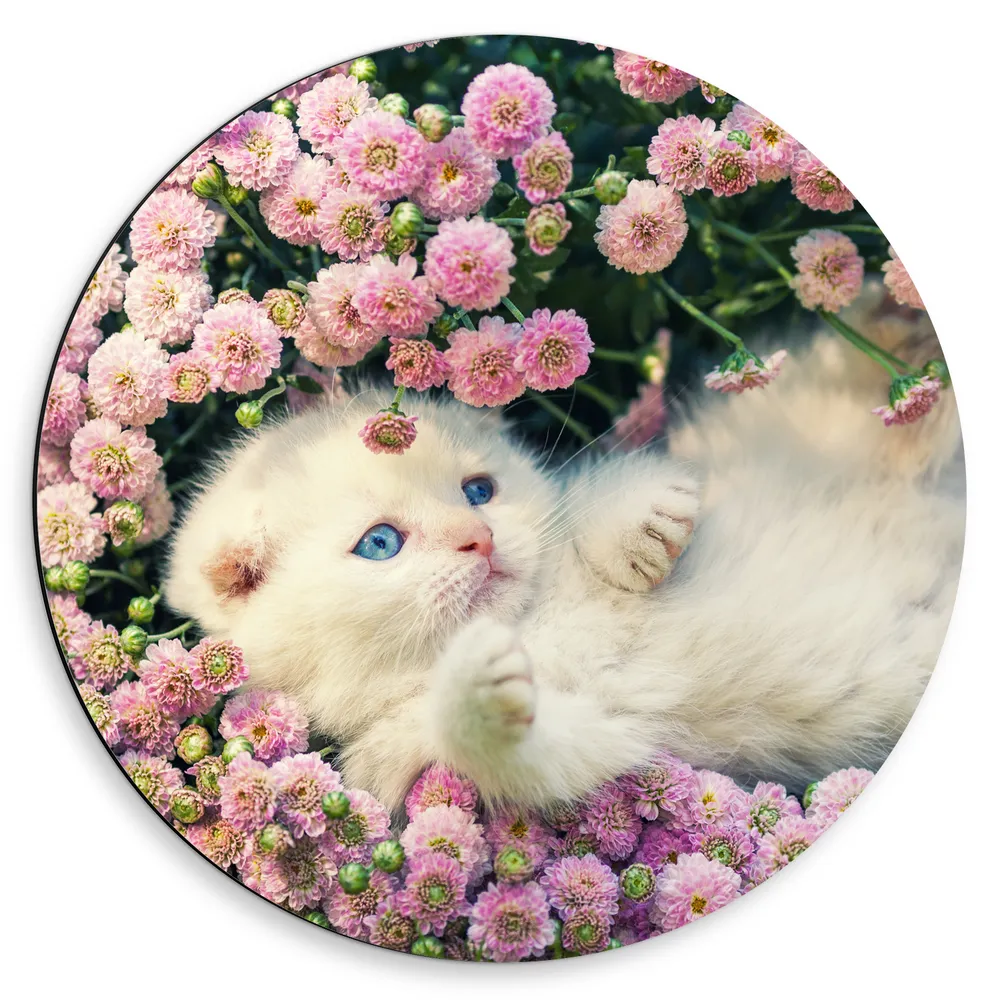 Dibond Muurcirkel - Witte Kitten Spelend tussen Roze Bloemen