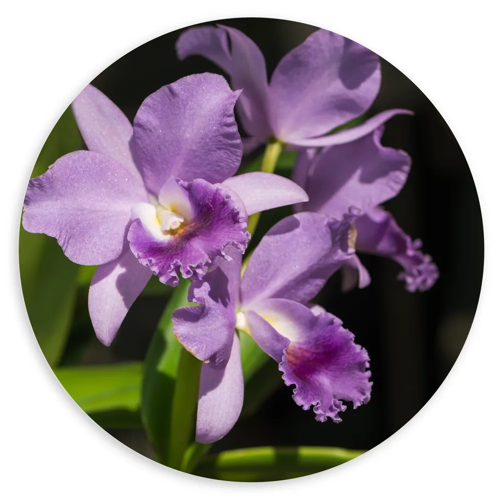 Dibond Muurcirkel - orchidee met witte knopjes en diverse paarse tinten - Bloem