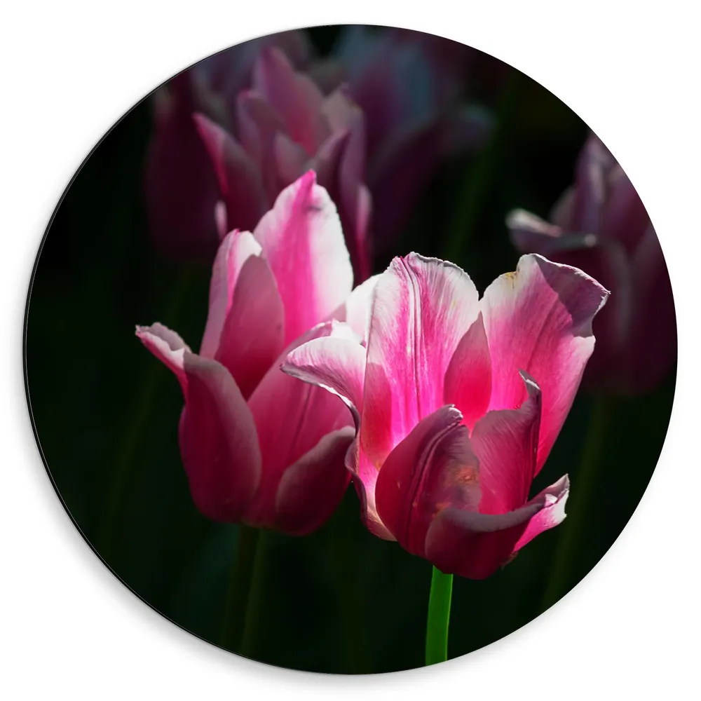 Dibond Muurcirkel - Roze Bloeiende Tulpen Stralend in het Zonlicht
