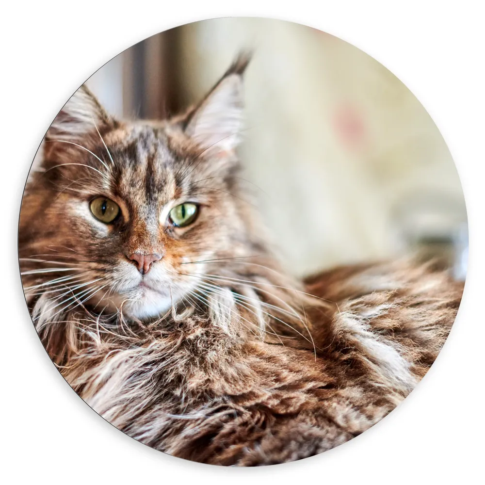 Dibond Muurcirkel - Liggende Langharige Bruine Maine Coon Kat