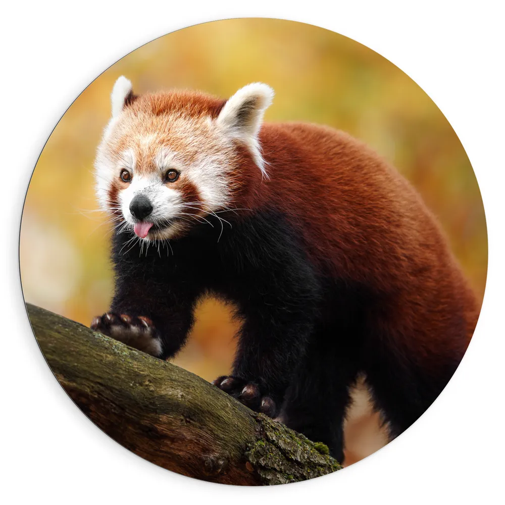 Dibond Muurcirkel - Rode Panda met Uitstekende Tong lopend over Boomstam