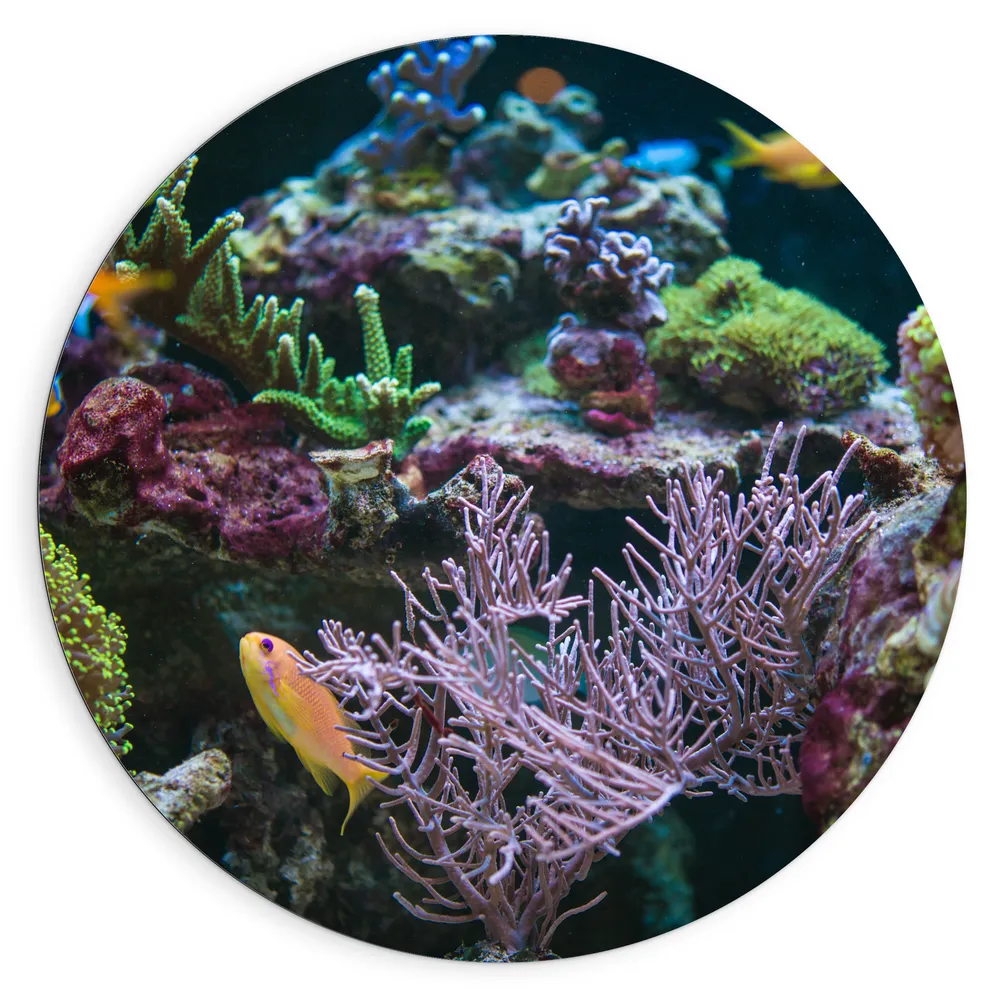 Dibond Muurcirkel - Vissen - Koraal - Oceaan - Water