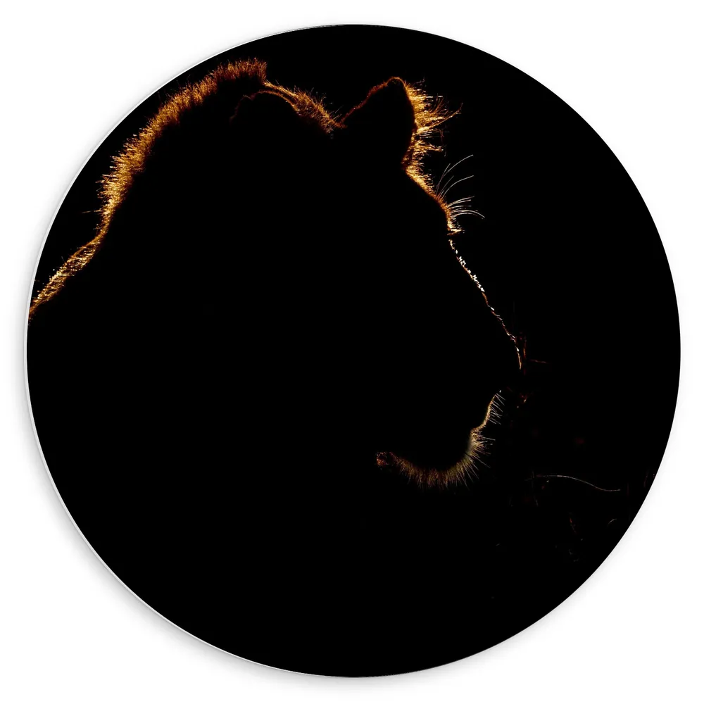 Dibond Muurcirkel - Silhouette van Leeuw