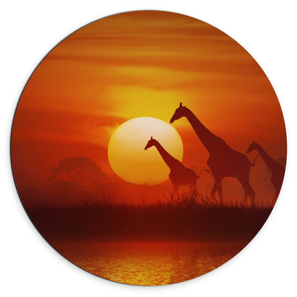 Dibond Muurcirkel - Zonsondergang Silhouet van Giraffen