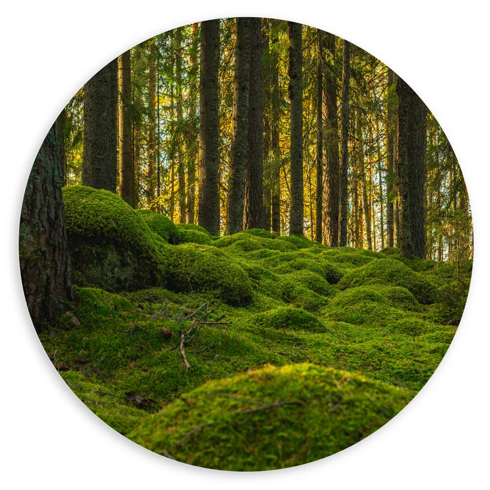 Dibond Muurcirkel - Bomen in Bos bij Groen Begroeide Ondergrond