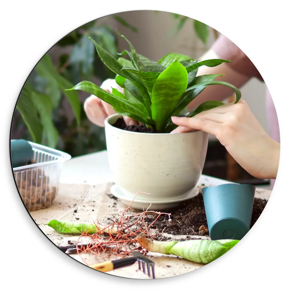 Dibond Muurcirkel - Hobby - Plantjes - Pot - Zand - Handen