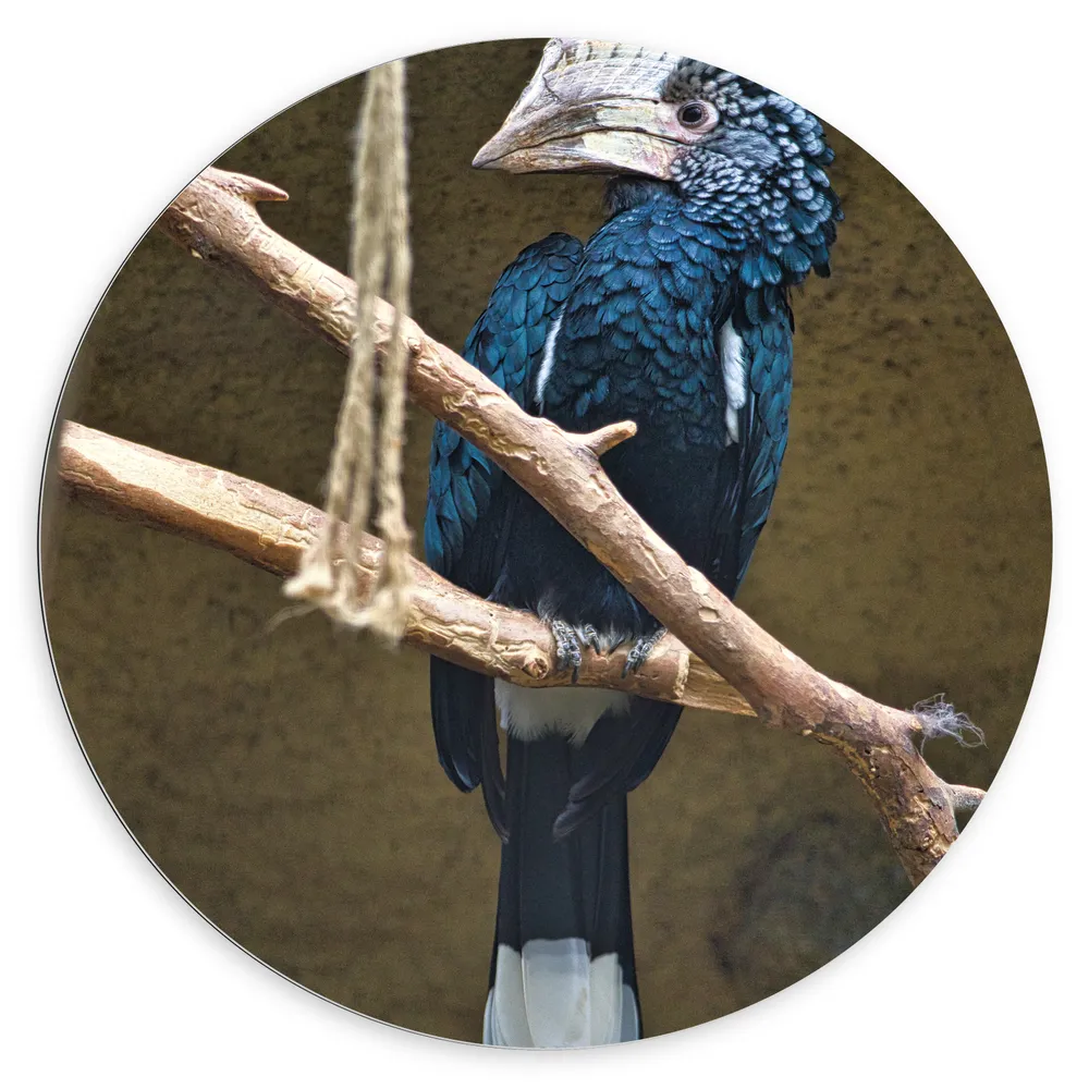 Dibond Muurcirkel - Zijaanzicht van Blauwe Zilveroorneushoorn Vogel met Bijzondere Snavel