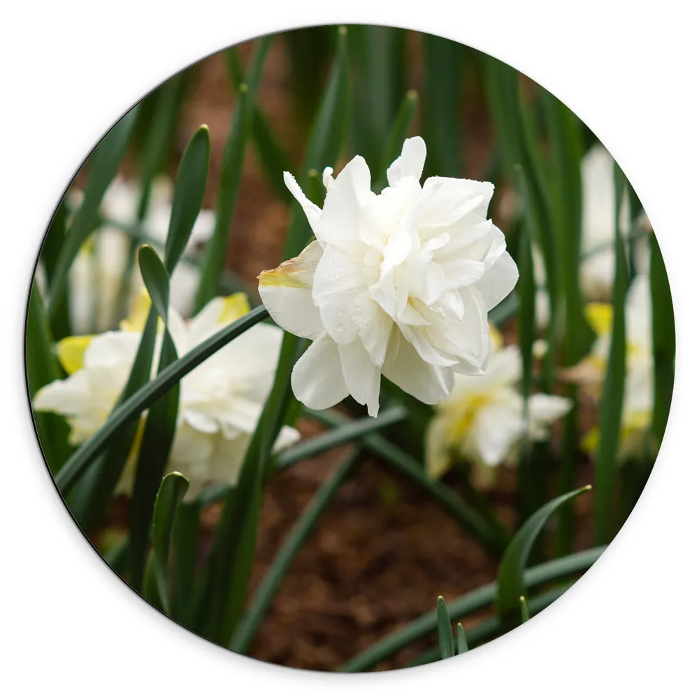 Dibond Muurcirkel - Witte Bloem met Groene Sprieten