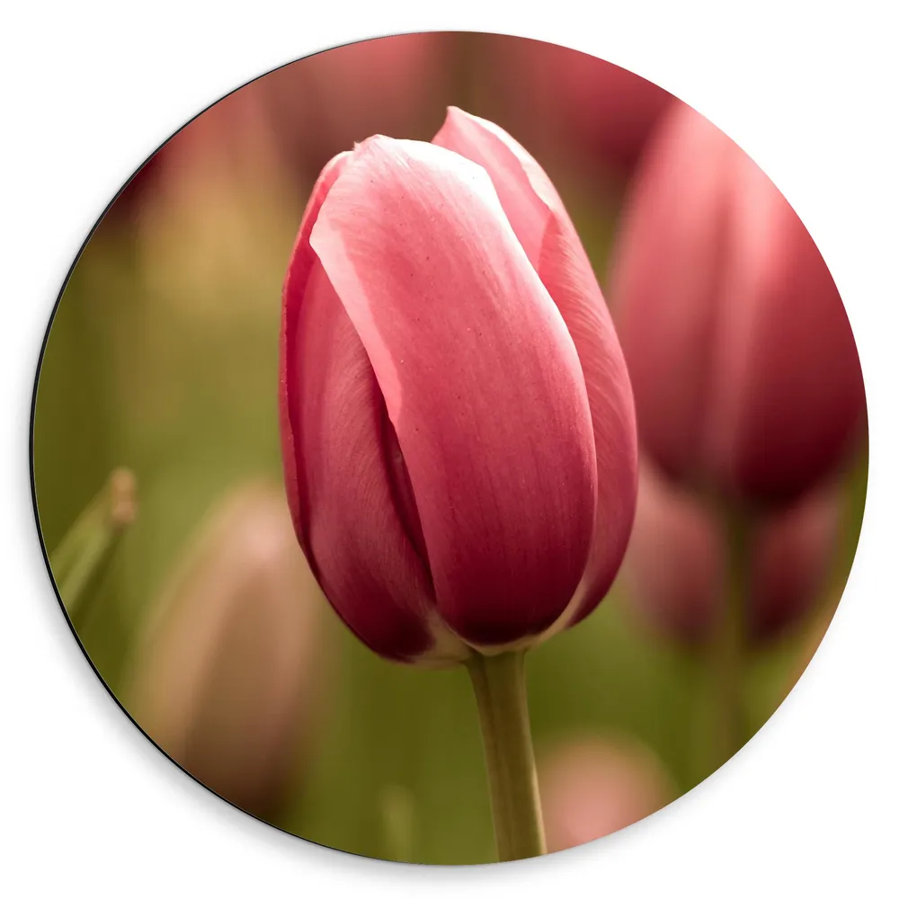 Dibond Muurcirkel - Prachtige Volgroeide Roze Gekleurde Tulpen