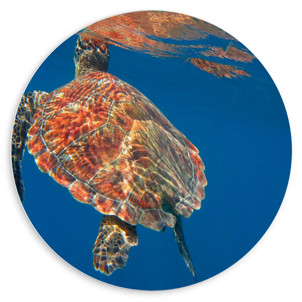 Dibond Muurcirkel - Grote Zeeschildpad Zwemmend bij Wateroppervlak van Blauwe Zee
