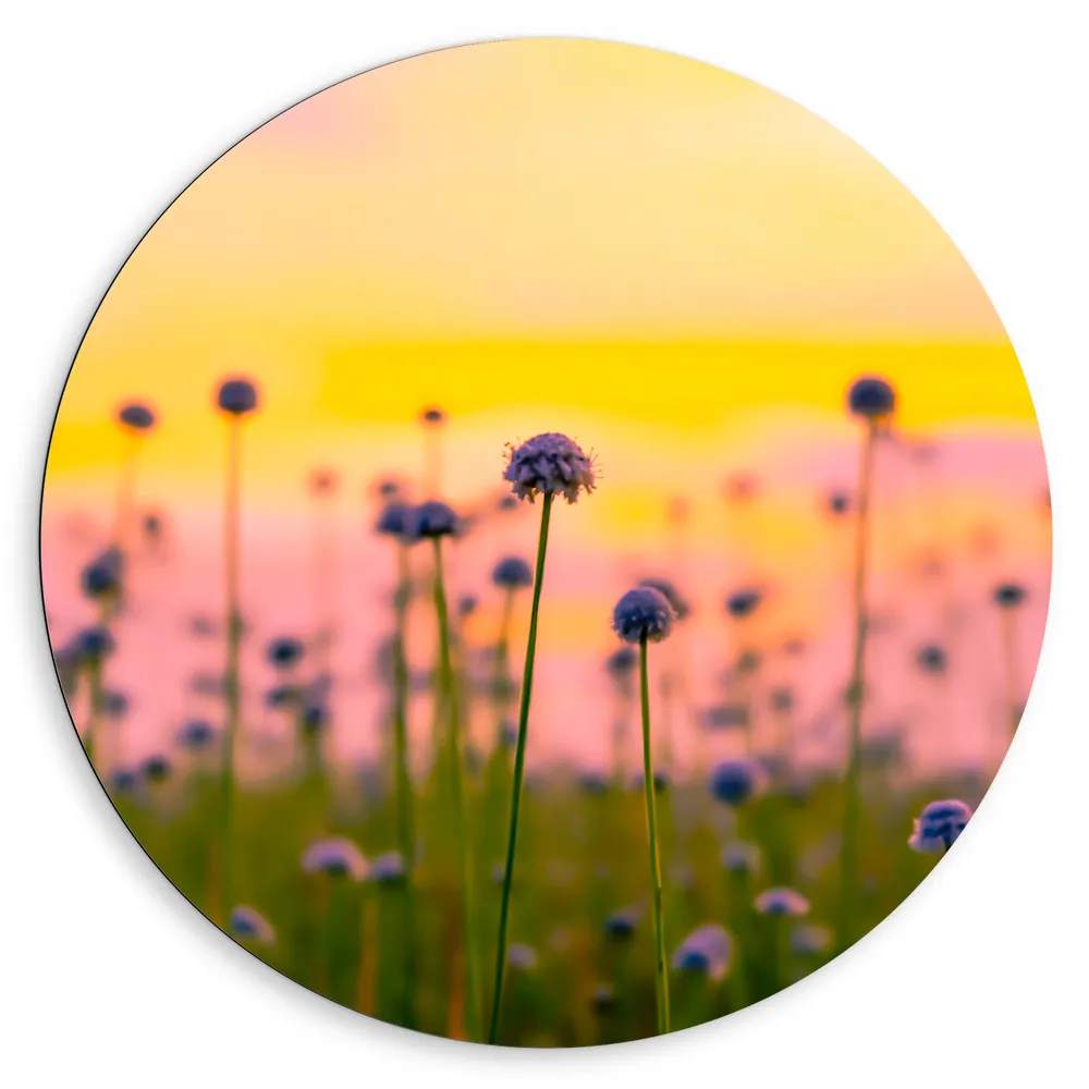Dibond Muurcirkel - Kleine Witte Madeliefjes in het Veld bij Zonsondergang