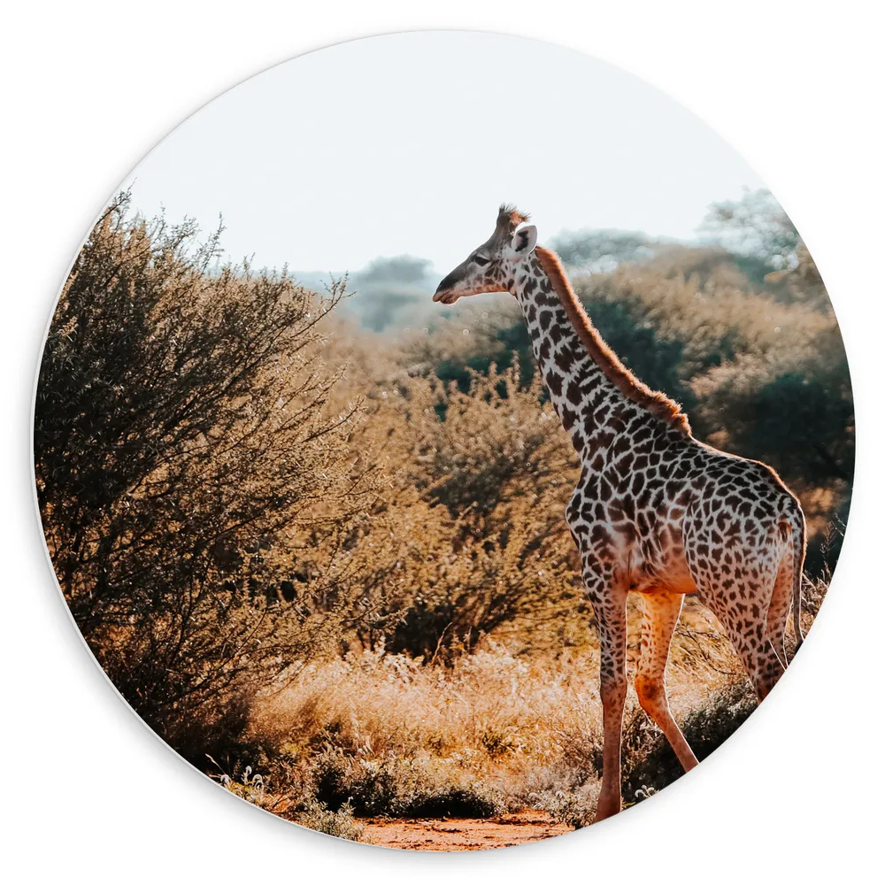 Dibond Muurcirkel - Giraffe Lopend tussen de Struiken in Landschap
