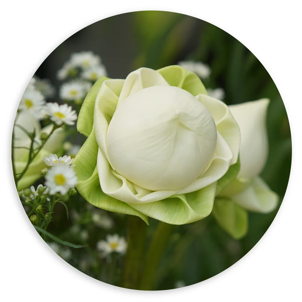 Dibond Muurcirkel - Nog Niet Uitgebloeide Wit met Groene Lotus Bloem