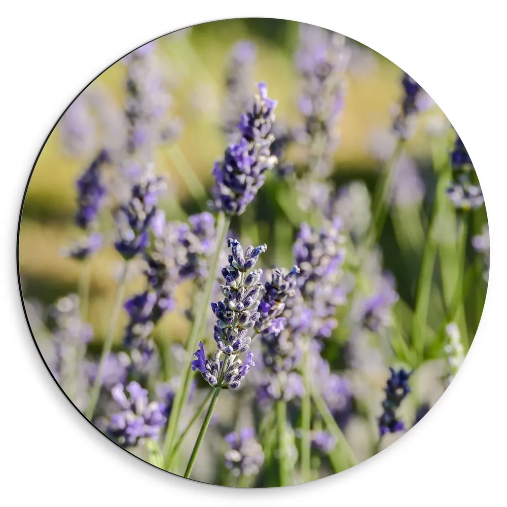 Dibond Muurcirkel - Paarse Lavendel Bloemen aan Lange Stengels in Grasveld