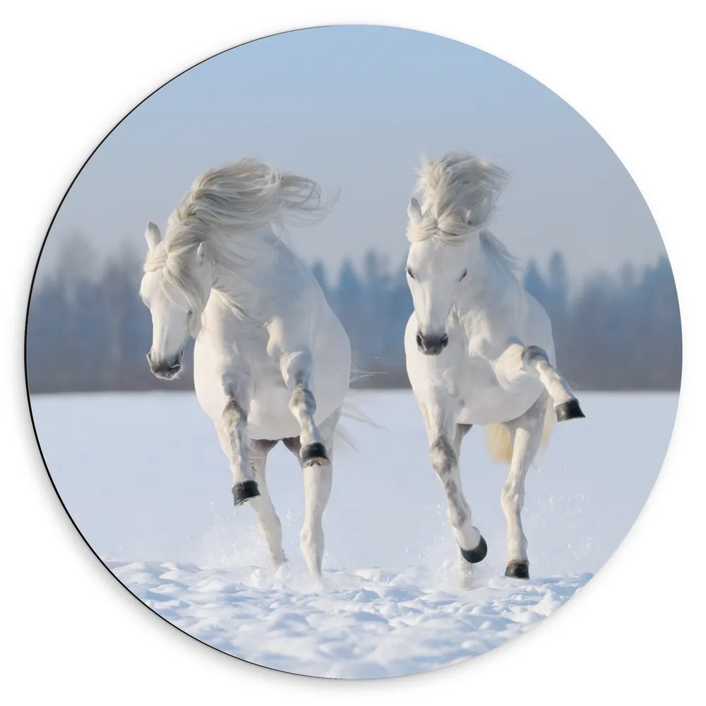 Dibond Muurcirkel - Twee Witte Bokkende Paarden door Besneeuwd Weiland