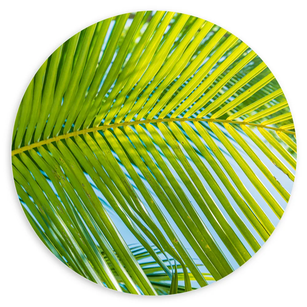 Dibond Muurcirkel - Close up van Palmblad voor Blauwe Lucht