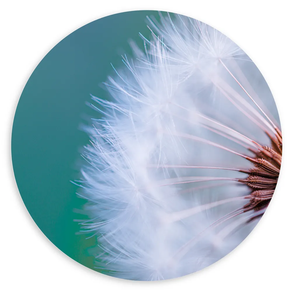 Dibond Muurcirkel - Close-up van Paardenbloem met Zaden
