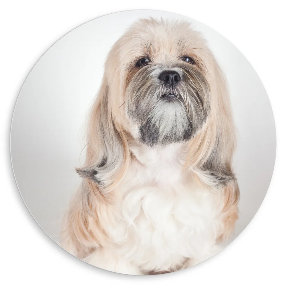 Dibond Muurcirkel - Portret van Poserende Lichtgekleurde Lhasa Apso Hond