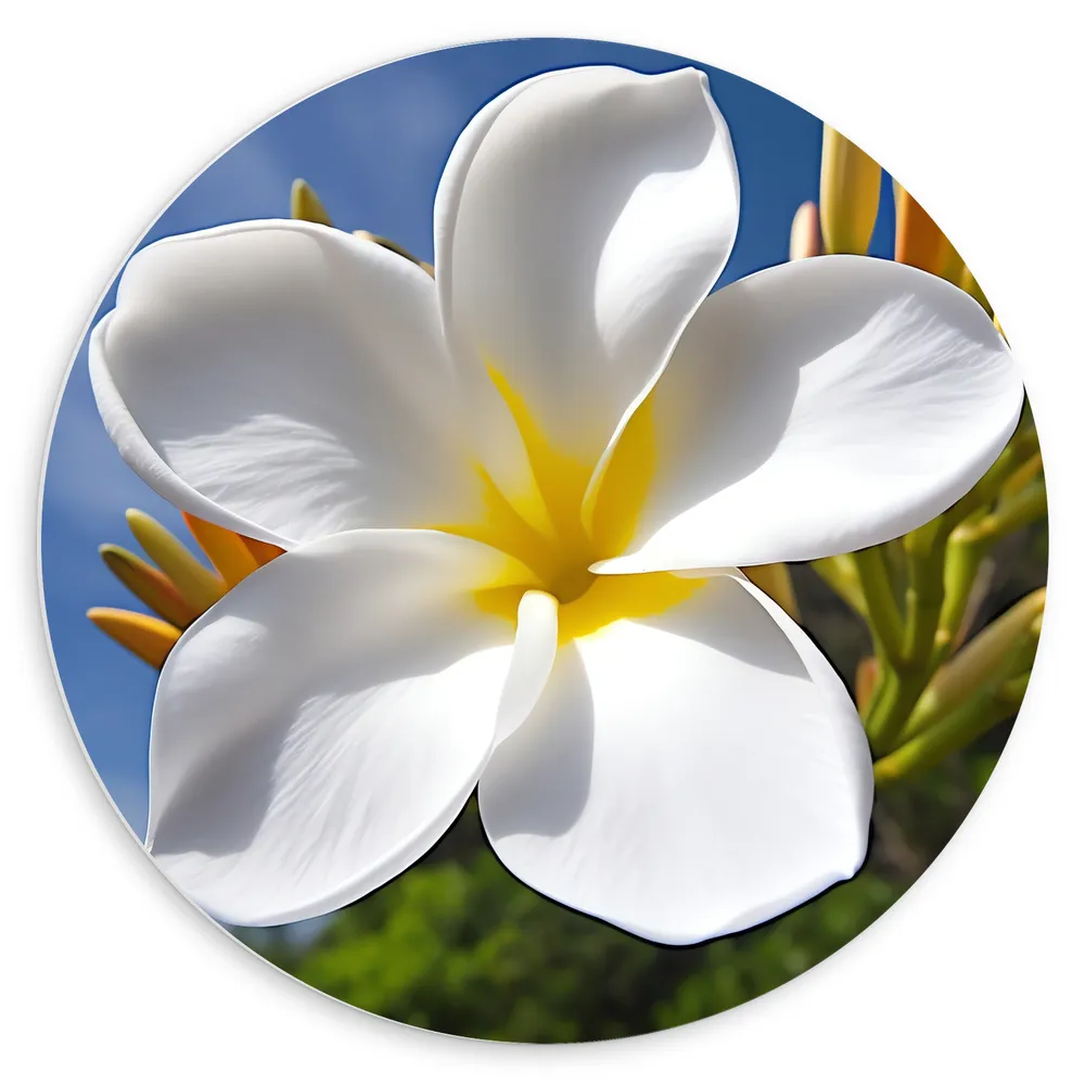 Dibond Muurcirkel - Bloem - Wit - Natuur