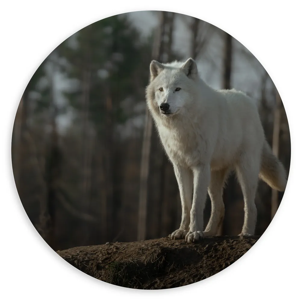 Dibond Muurcirkel - Witte wolf staat op heuveltje voor bomen