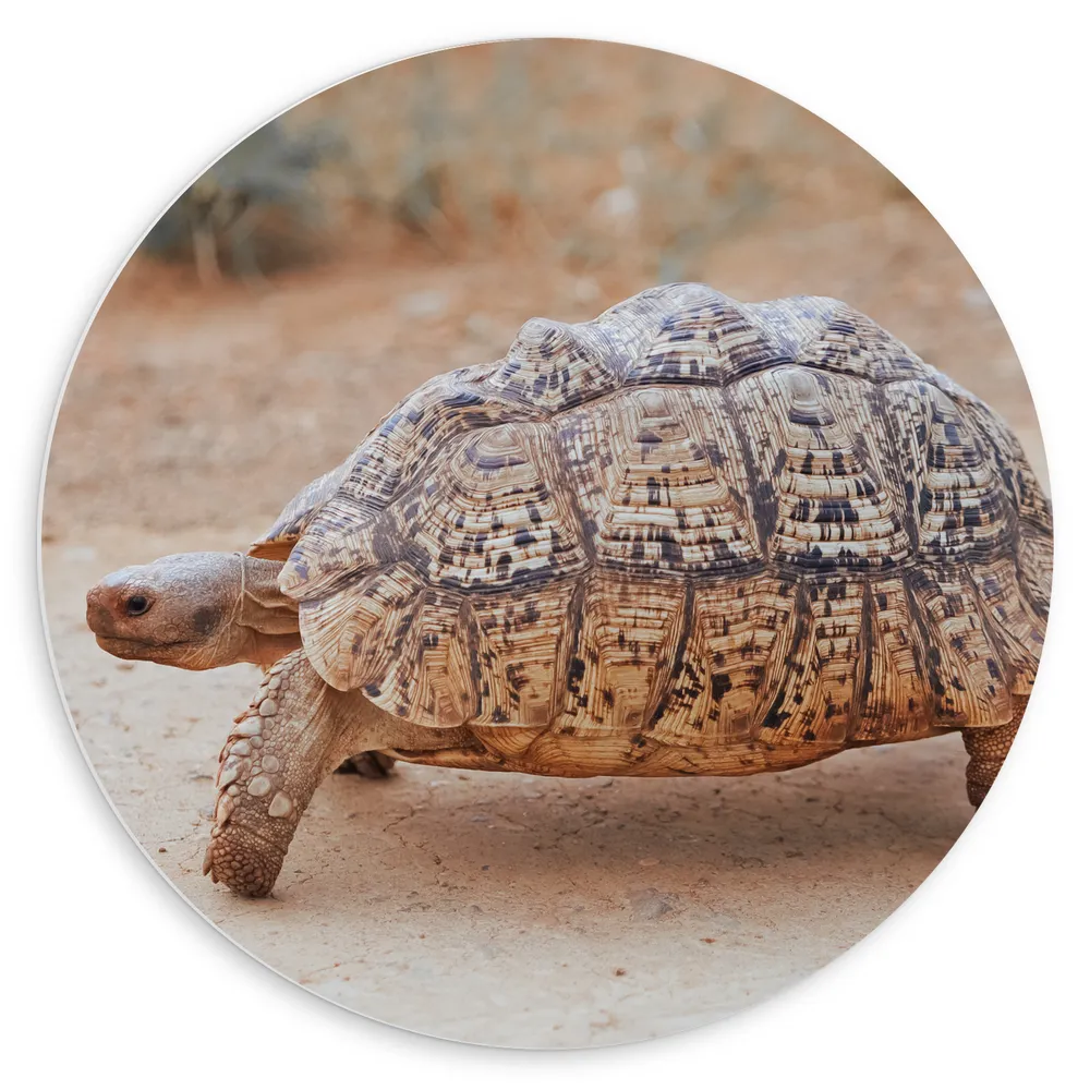 Dibond Muurcirkel - Oude Reuze Schildpad lopend in Droog Landschap