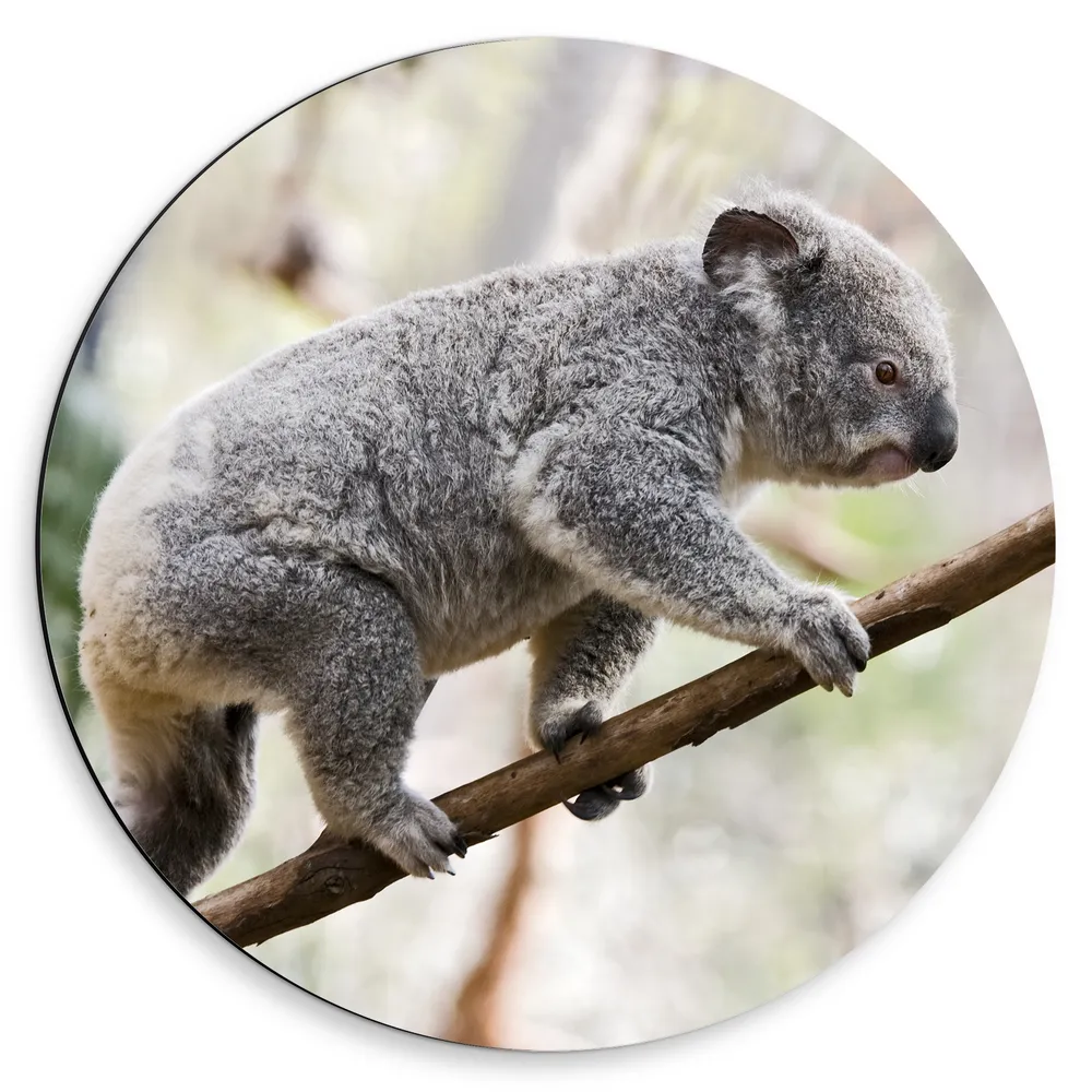 Dibond Muurcirkel - Koala Balancerend op een Tak
