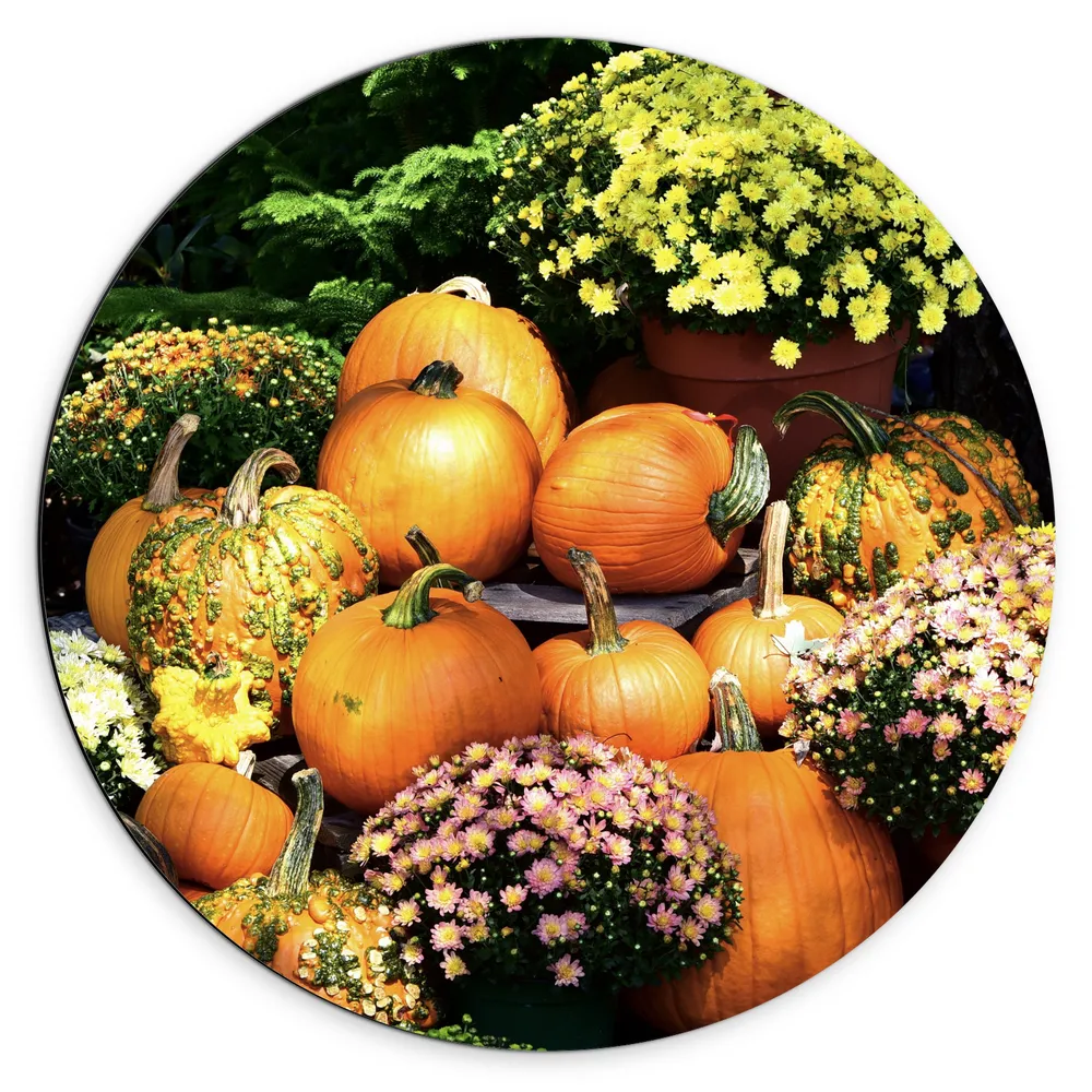 Dibond Muurcirkel - Herfsttafereel van Pompoenen en Bloempotten bij Boom