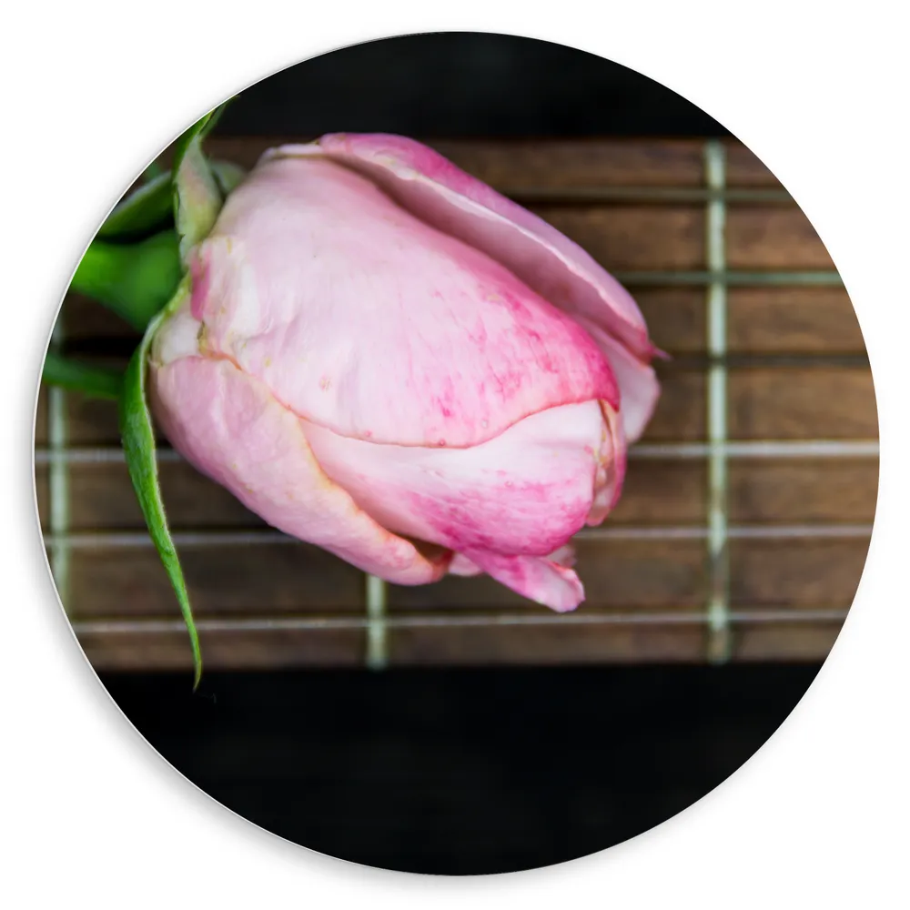 Dibond Muurcirkel - Roze Tulp liggend op de Snaren van een Gitaar