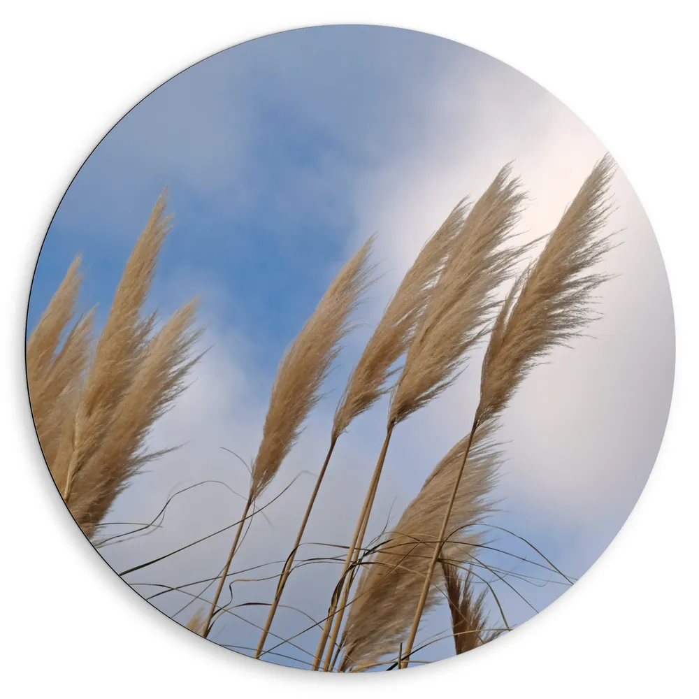 Dibond Muurcirkel - Verschillende Takken Riet in de Harde Wind