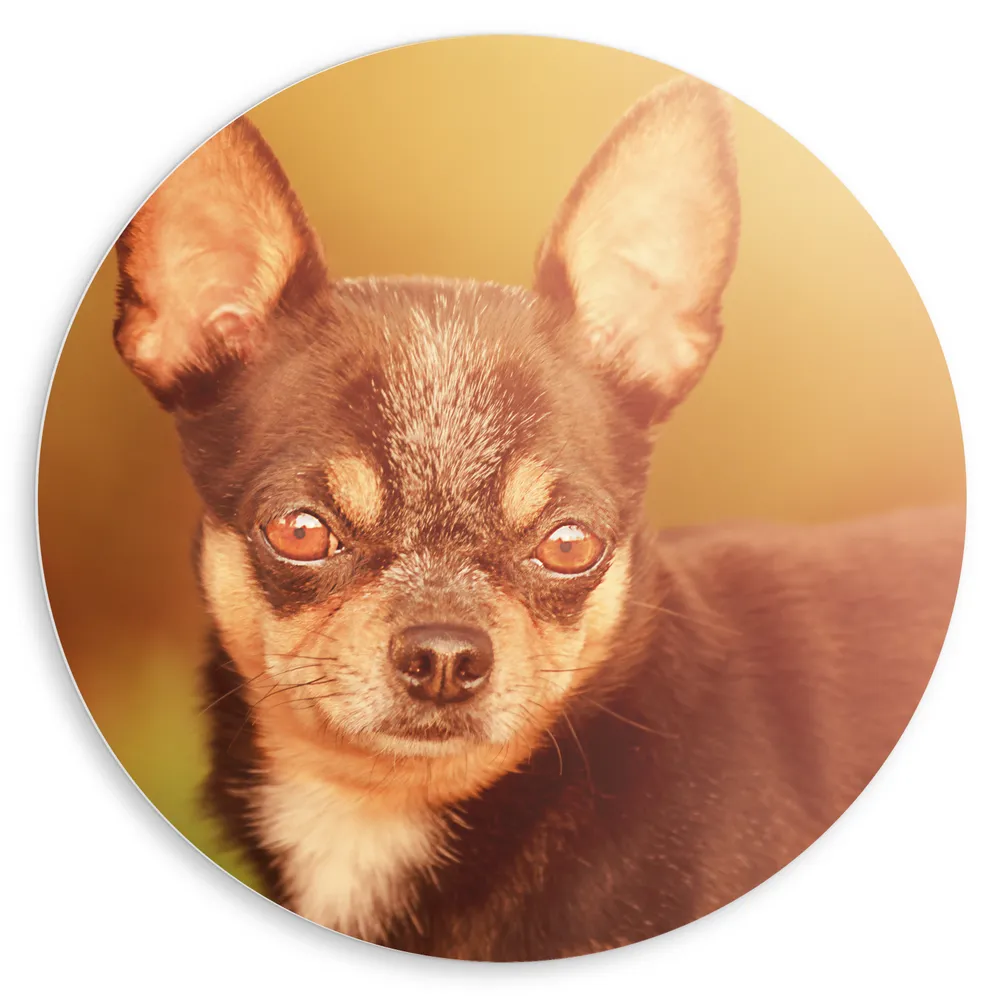 Dibond Muurcirkel - Bruin met Zwarte Chihuahua Hond in het Zonlicht