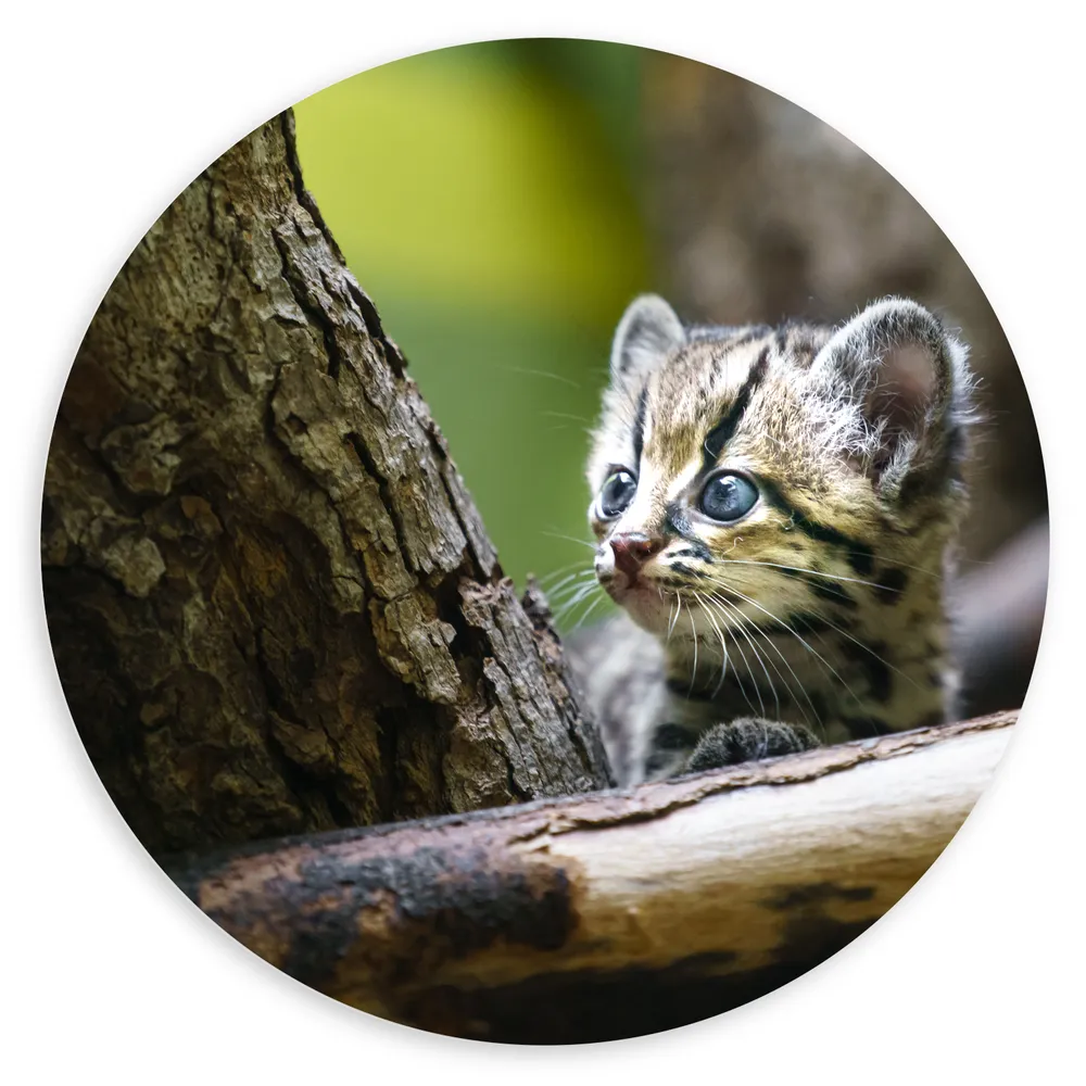 Dibond Muurcirkel - Boomkat Kitten in de Bomen