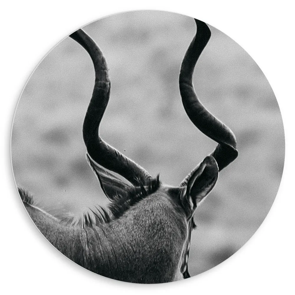 Dibond Muurcirkel - Achteraanzicht van Antilope (Zwart-wit)