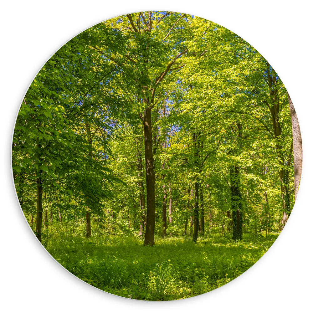 Dibond Muurcirkel - Groen Bos in de Lente met Verschillende Bomen