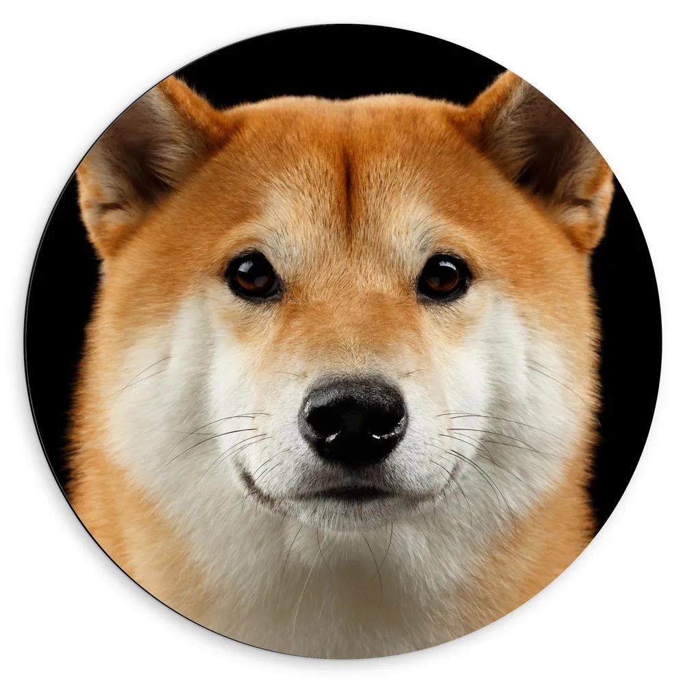 Dibond Muurcirkel - Portretfoto van Bruin met Witte Shiba Inu Hond tegen Zwarte Achtergrond