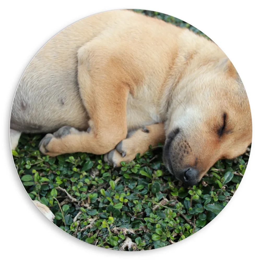 Dibond Muurcirkel - Slapende Bruine Puppy op Groene Kleine Planten