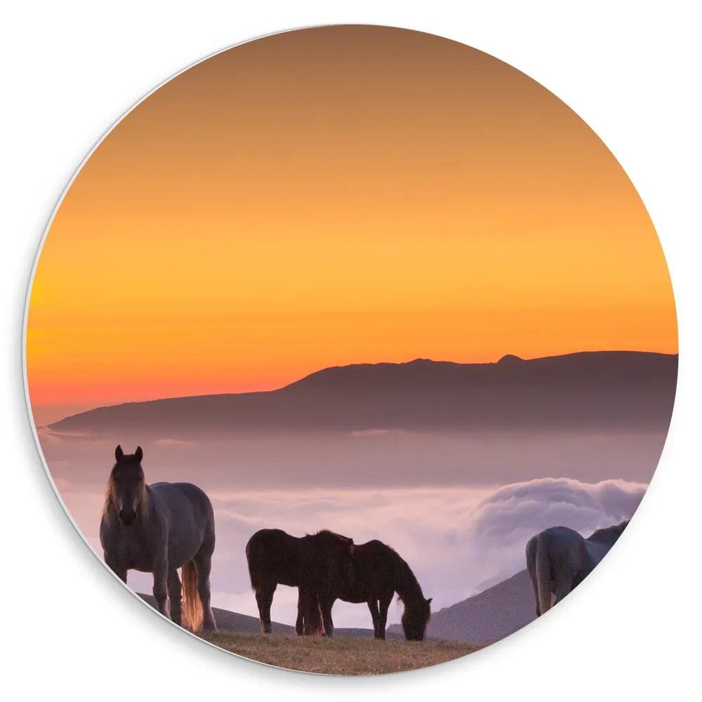 Dibond Muurcirkel - Wilde Paarden bij de Zonsondergang