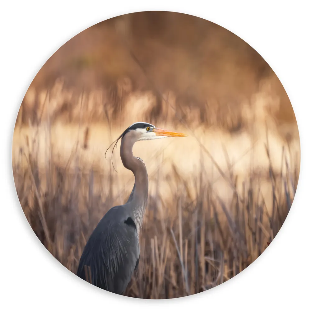 Dibond Muurcirkel - Zijaanzicht van Reiger tussen Droge Grassen aan het Water